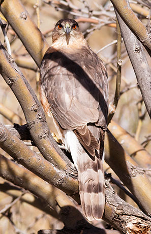 Cooper's Hawk Accipiter cooperii 