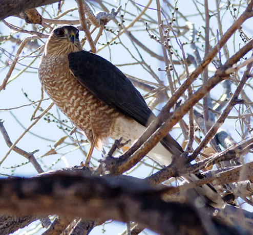 Cooper's Hawk or Sharp-shinned Hawk 