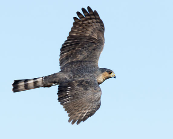 Cooper's Hawk or Sharp-shinned Hawk 