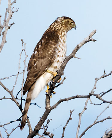Cooper's Hawk Accipiter cooperii 