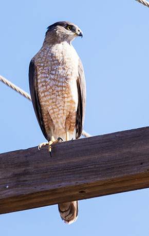 Cooper's Hawk Accipiter cooperii 