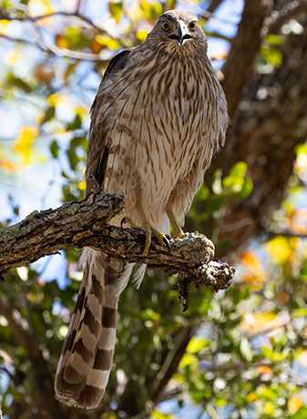 Cooper's Hawk Accipiter cooperii 