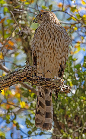 Cooper's Hawk Accipiter cooperii 