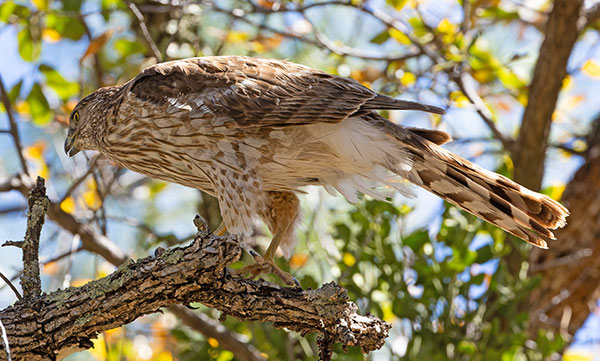 Cooper's Hawk Accipiter cooperii 