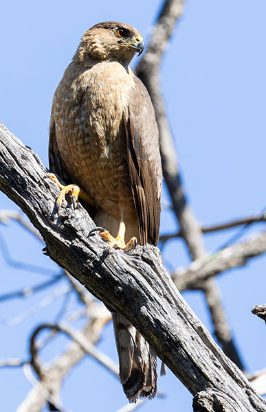 Cooper's Hawk Accipiter cooperii 
