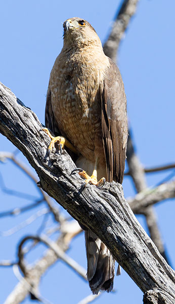 Cooper's Hawk Accipiter cooperii 