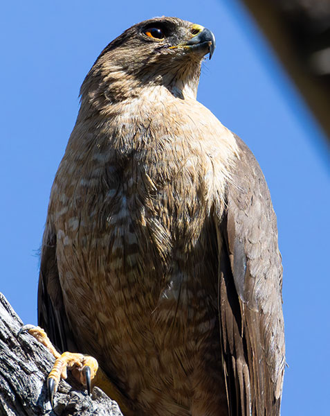 Cooper's Hawk Accipiter cooperii 