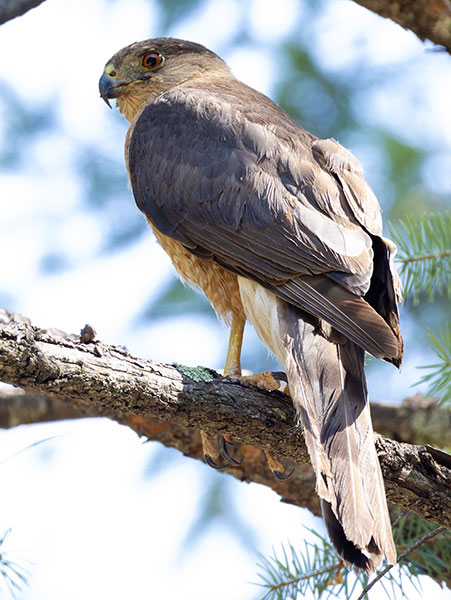 Cooper's Hawk Accipiter cooperii 