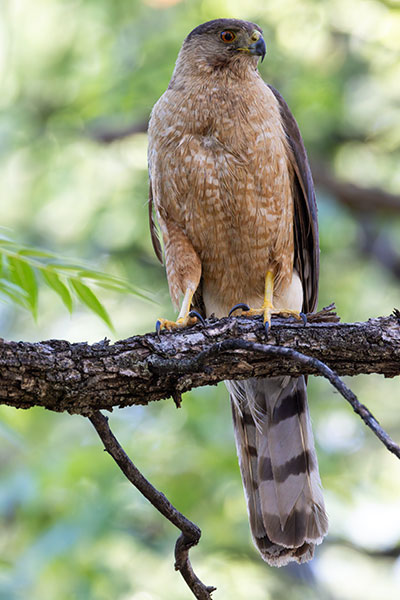 Cooper's Hawk Accipiter cooperii 