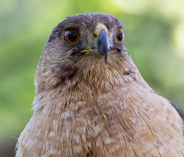 Cooper's Hawk Accipiter cooperii 