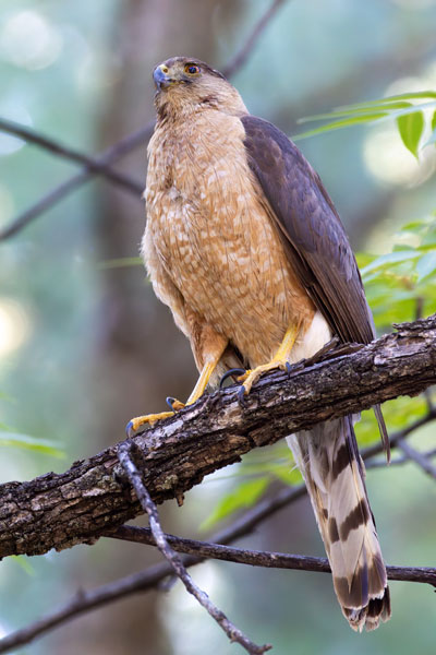 Cooper's Hawk Accipiter cooperii 