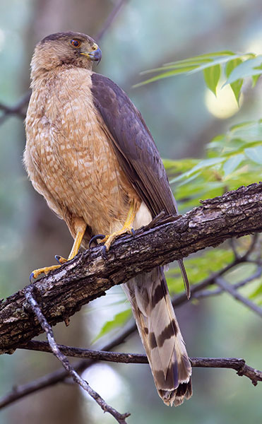 Cooper's Hawk Accipiter cooperii 