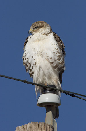 Ferruginous Hawk Buteo regalis 