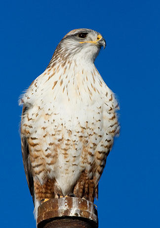 Ferruginous Hawk Buteo regalis 