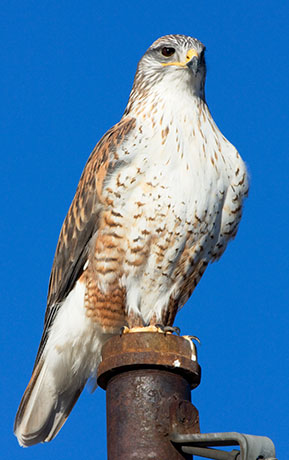 Ferruginous Hawk Buteo regalis 