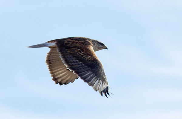 Ferruginous Hawk Buteo regalis 