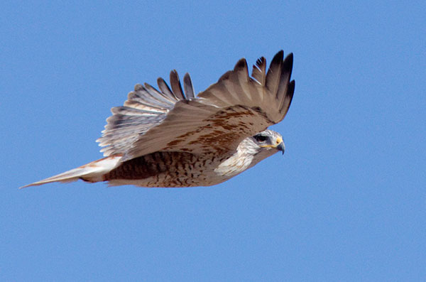 Ferruginous Hawk Buteo regalis 