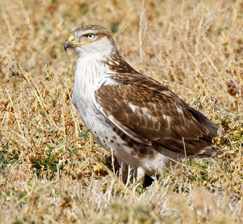 Ferruginous Hawk Buteo regalis 