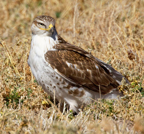 Ferruginous Hawk Buteo regalis 
