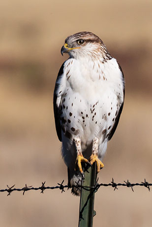 Ferruginous Hawk Buteo regalis 