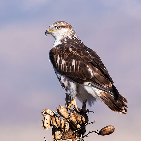 Ferruginous Hawk Buteo regalis 