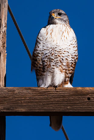 Ferruginous Hawk Buteo regalis 
