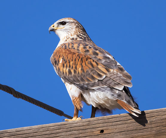 Ferruginous Hawk Buteo regalis 