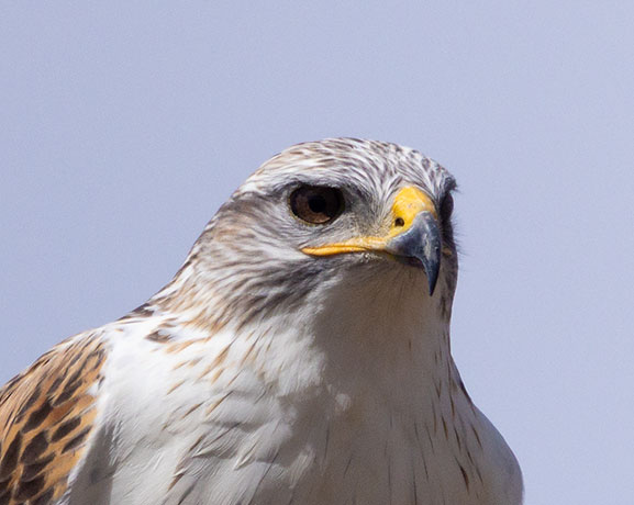 Ferruginous Hawk Buteo regalis 
