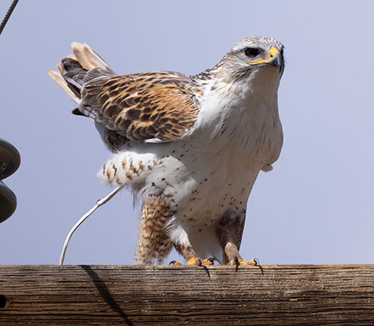 Ferruginous Hawk Buteo regalis 