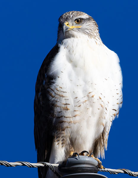 Ferruginous Hawk Buteo regalis 