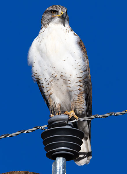 Ferruginous Hawk Buteo regalis 