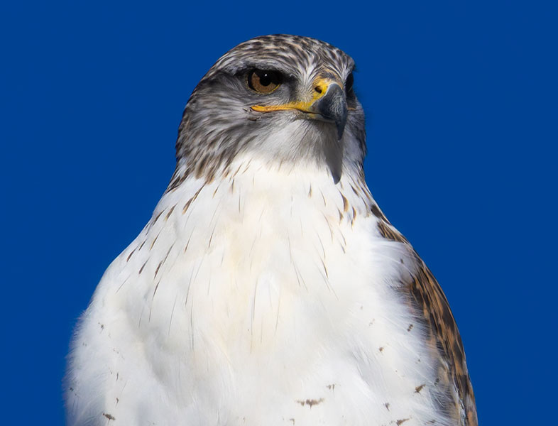 Ferruginous Hawk Buteo regalis 