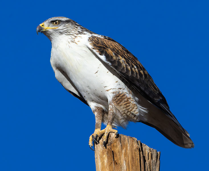 Ferruginous Hawk Buteo regalis 