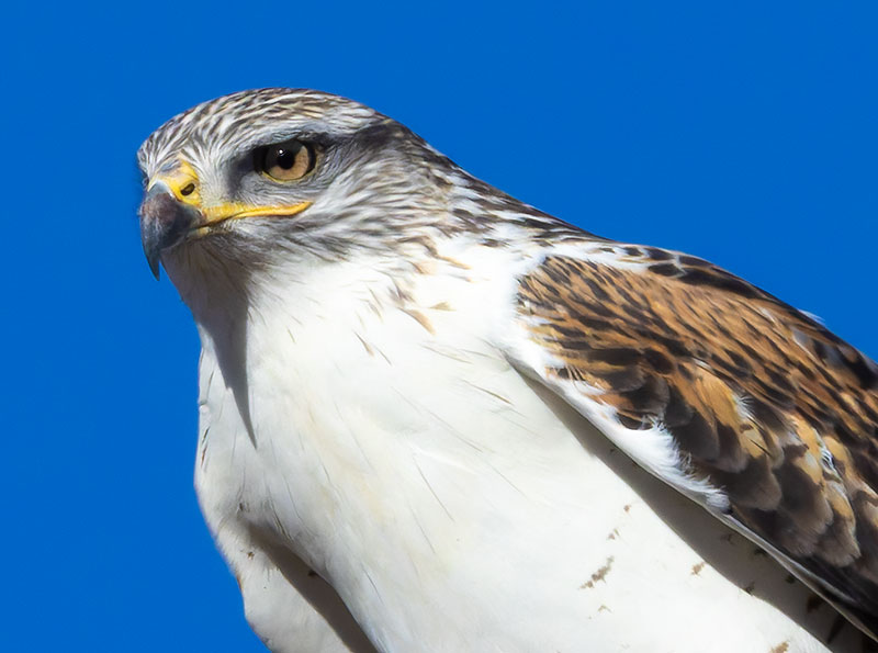 Ferruginous Hawk Buteo regalis 