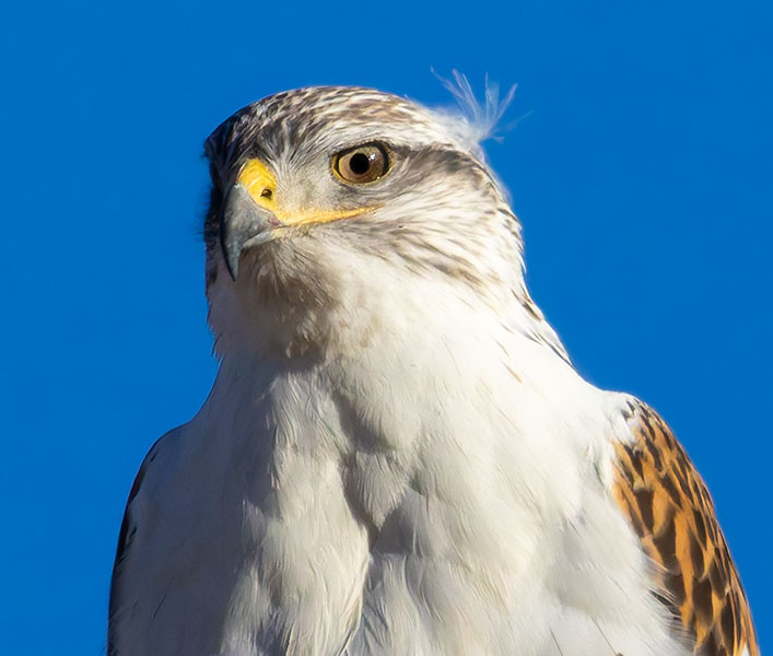 Ferruginous Hawk Buteo regalis 