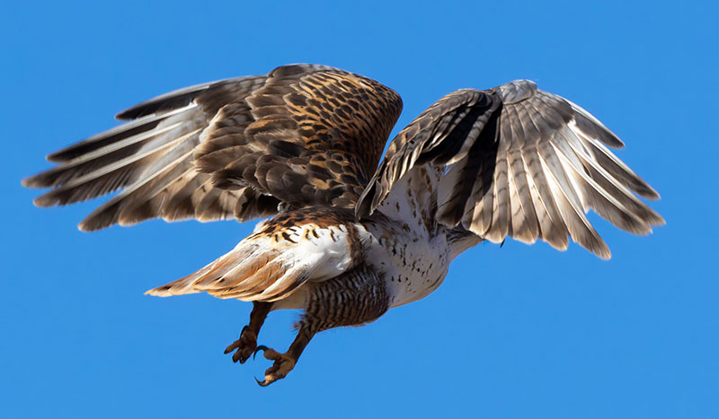 Ferruginous Hawk Buteo regalis 