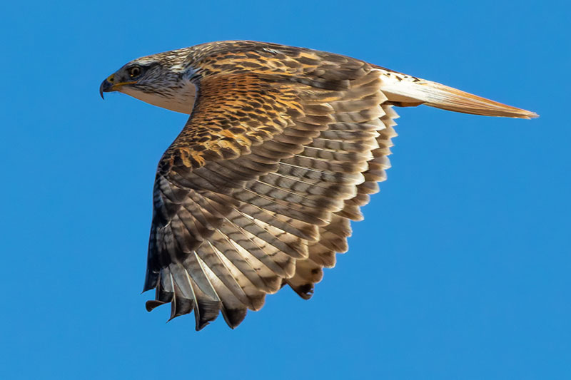 Ferruginous Hawk Buteo regalis 