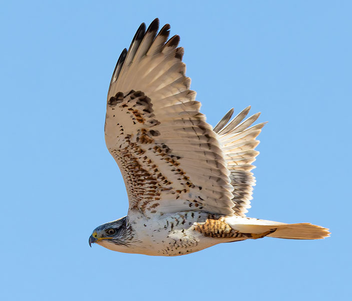 Ferruginous Hawk Buteo regalis 