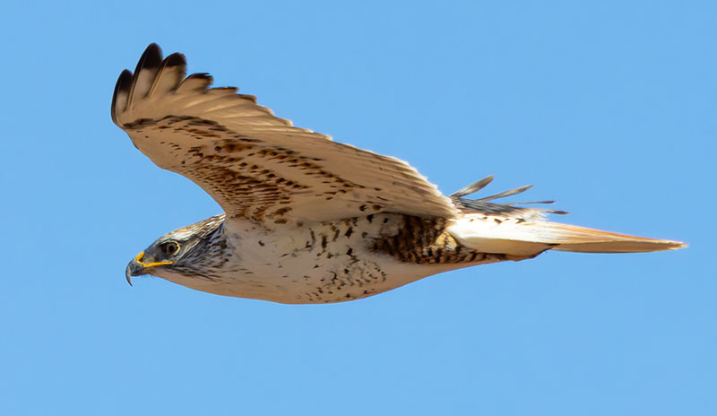 Ferruginous Hawk Buteo regalis 