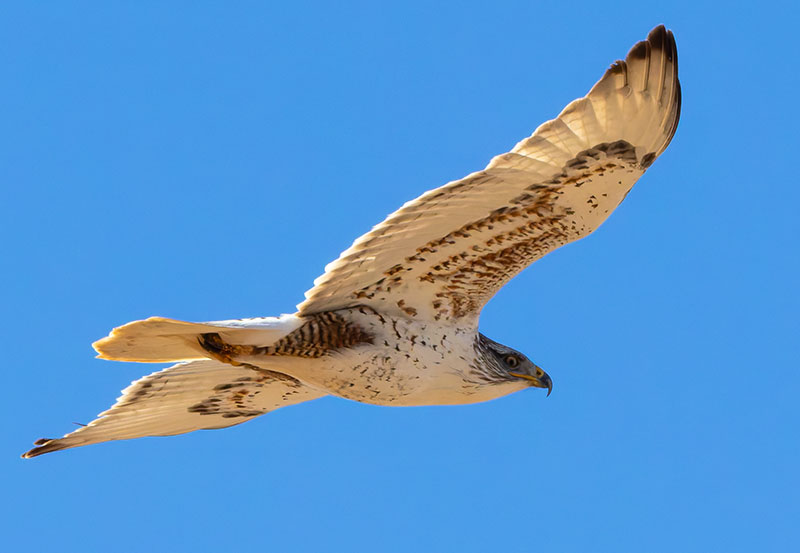 Ferruginous Hawk Buteo regalis 