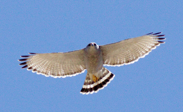 Gray Hawk Asturina nitida 