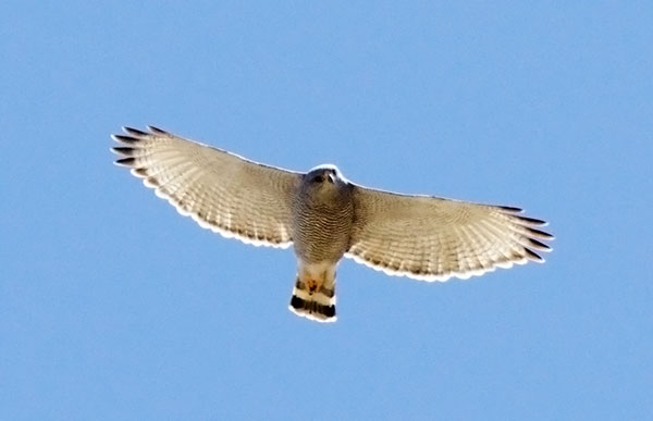 Gray Hawk Asturina nitida 