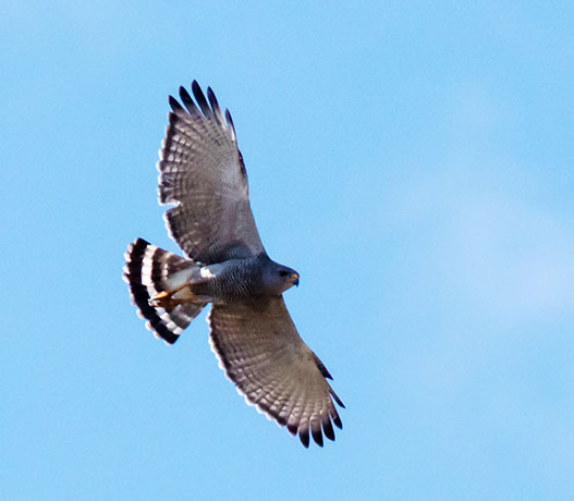Gray Hawk Asturina nitida 