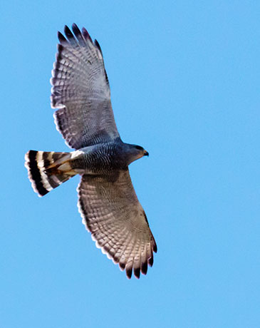 Gray Hawk Asturina nitida 