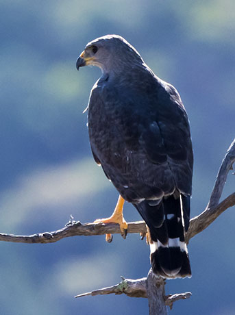 Gray Hawk Asturina nitida 