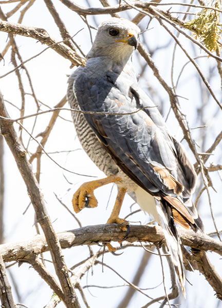 Gray Hawk Asturina nitida 