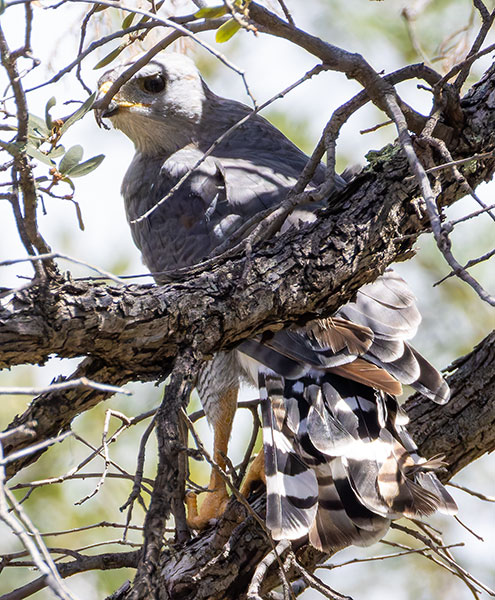 Gray Hawk Asturina nitida 