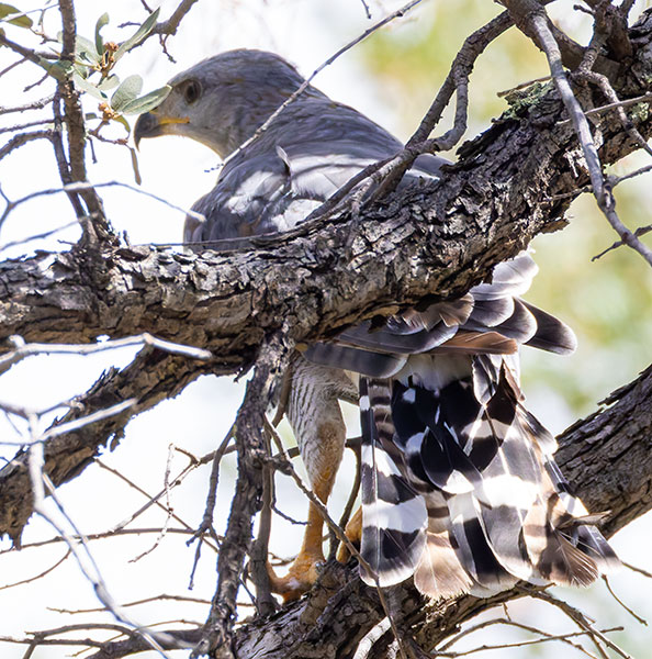 Gray Hawk Asturina nitida 