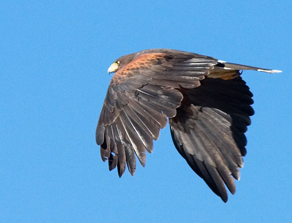 Harris's Hawk Parabuteo unicinctus