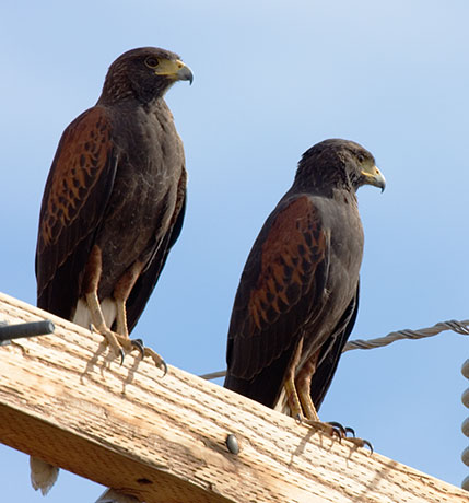 Harris' Hawks Parabuteo unicinctus Harris's Hawk 